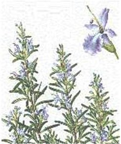 plantas_medicinales/romero_rosmarinus_officinalis