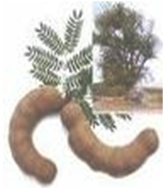 plantas_medicinales/tamarindo_tamarindus_indica plantas_medicinales/tamarindo_tamarindus_indica