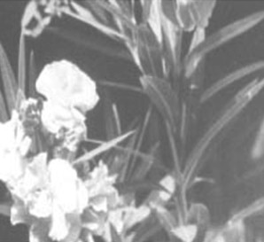plantas_toxicas/adelfa_nerium_oleander