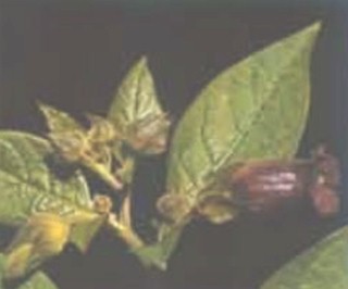 plantas_toxicas/belladona_solanum_dulcamara