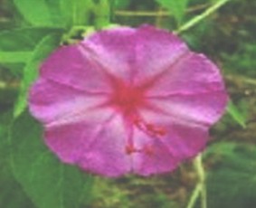 plantas_toxicas/jalapa_ipomoea_purga