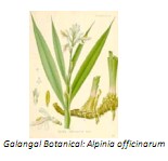 Universidad_Padua_Medicina/alpinia_galangal _botanical