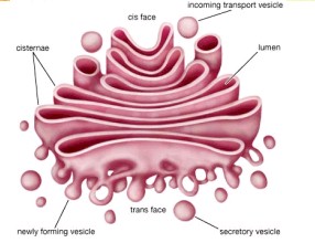 Universidad_Padua_Medicina/dibujo_complejo_golgi Universidad_Padua_Medicina/dibujo_complejo_golgi