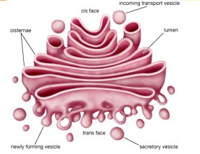 Universidad_Padua_Medicina/dibujo_complejo_golgi