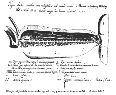 Universidad_Padua_Medicina/dibujo_conducto_pancreatico Universidad_Padua_Medicina/dibujo_conducto_pancreatico