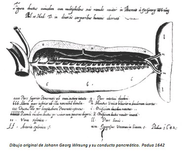 Universidad_Padua_Medicina/dibujo_conducto_pancreatico