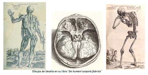 Universidad_Padua_Medicina/dibujos_libro_vesalio