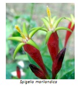 Universidad_Padua_Medicina/flor_spigelia_marilandica