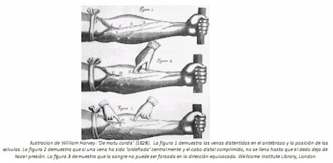 Universidad_Padua_Medicina/ilustracion_william_harvey