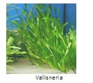 Universidad_Padua_Medicina/planta_acuatica_vallisneria Universidad_Padua_Medicina/planta_acuatica_vallisneria