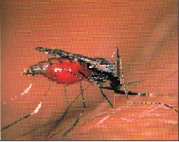 percepcion_riesgo_dengue/foto_del_mosquito