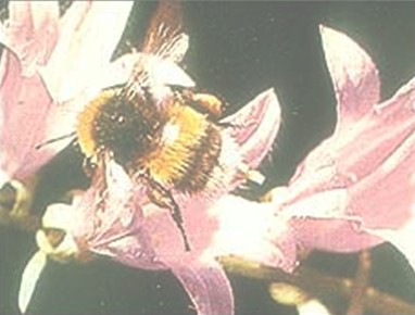 picaduras_abejas_abejorros/abejorro_toxicidad_abeja