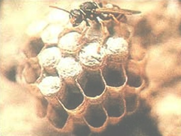 picaduras_abejas_abejorros/avispa_no_aguijon