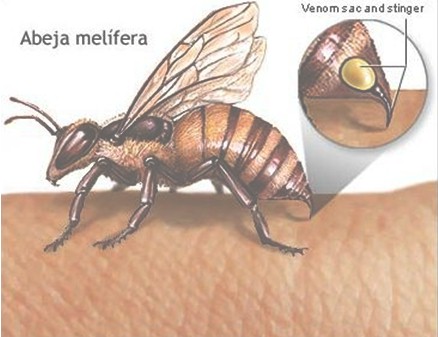 picaduras_abejas_abejorros/imagen_abeja_aguijon