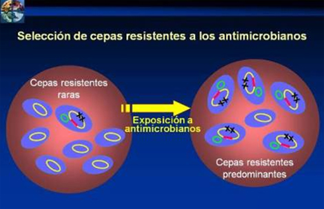 resistencia_bacteriana_antibioticos/seleccion_cepas_resistentes