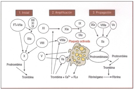 sistema_coagulacion_hemostasia/modelo_celular_coagulabilidad