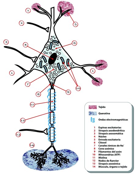 electricidad_cancer/celula_nerviosa_electroquimica