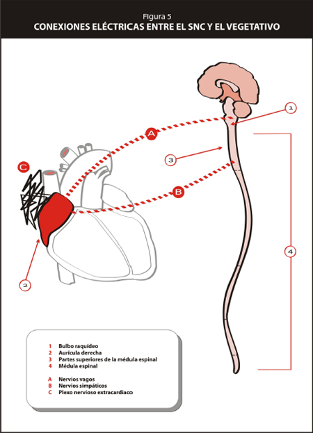 metastasis_curacion_cancer/conexiones_SNC_vegetativo