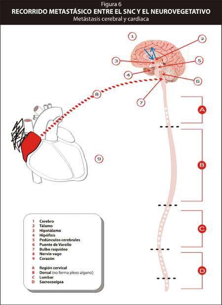 metastasis_curacion_cancer/metastasis_SNC_vegetativo