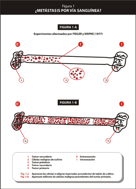 metastasis_curacion_cancer/metastasis_via_sanguinea