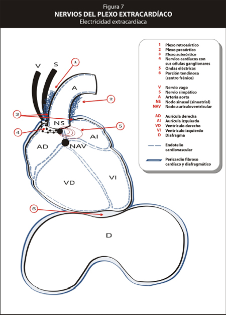 metastasis_curacion_cancer/nervios_plexo_extracardiacos