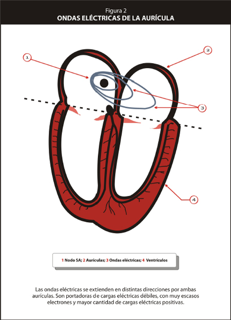 metastasis_curacion_cancer/ondas_electricas_auricula