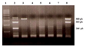 papilomavirus_humano_pterigium/tipificacion_pcr_multiplex.