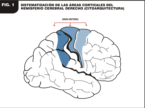 enfermedad_de_Parkinson/areas_hemisferio_derecho