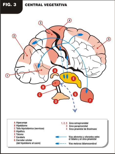 enfermedad_de_Parkinson/central_vegetativa