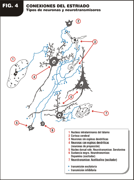 enfermedad_de_Parkinson/conexiones_estriado_neuronas