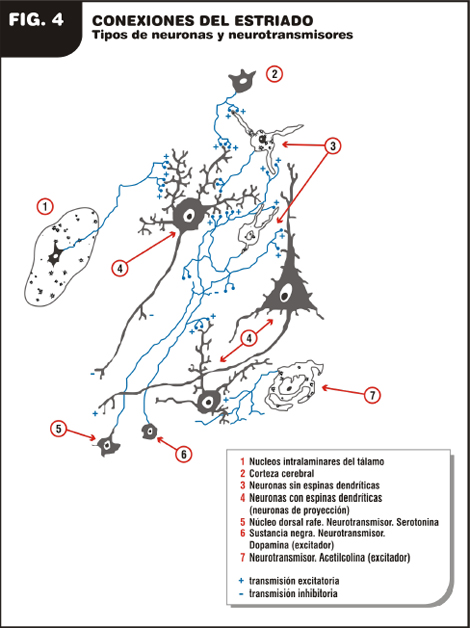 enfermedad_de_Parkinson/conexiones_estriado_neuronas