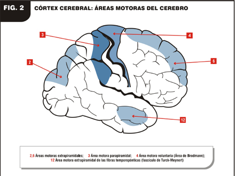 enfermedad_de_Parkinson/cortex_areas_motoras