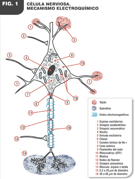 tabaco_cancer_respiratorio/celula_nerviosa_electroquimica