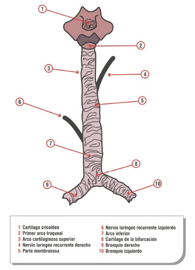 tabaco_cancer_respiratorio/traquea_nicotina_oncologia