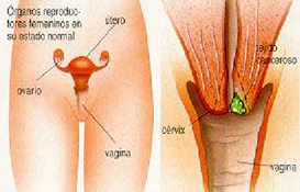 cancer_cervico_uterino/aparato_genital_femenino