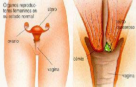 cancer_cervico_uterino/aparato_genital_femenino cancer_cervico_uterino/aparato_genital_femenino
