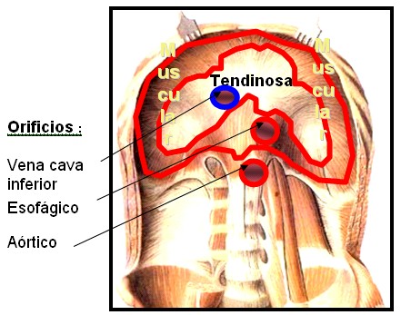 diafragma_anatomia_fisiologia/tabique_toracoabdominal_diafragma