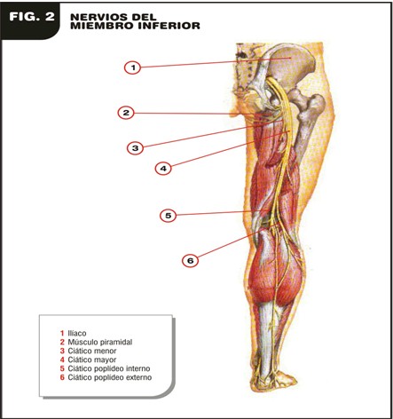 esclerosis_multiple_etiopatogenia/nervios_miembro_inferior