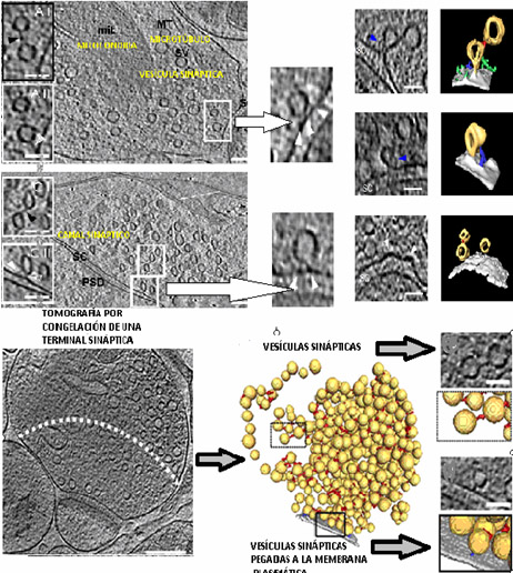 historia_histologia_sinapsis/nano_tomografia_sinapsis