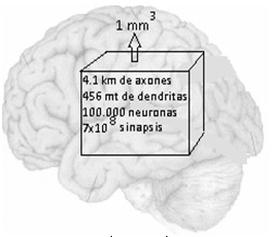 historia_histologia_sinapsis/numero_neuronas_sinapsis