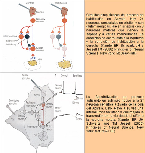 historia_histologia_sinapsis/potenciacion_largo_plazo