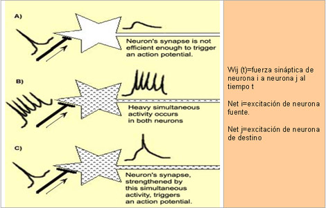 historia_histologia_sinapsis/potenciacion_post_sinaptica