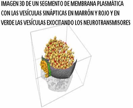 historia_histologia_sinapsis/visualizacion_tridimensional_sinapsis