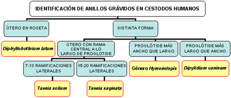 prevalencia_tenia_teniasis/algoritmo_diag_diferencial prevalencia_tenia_teniasis/algoritmo_diag_diferencial