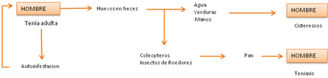 prevalencia_tenia_teniasis/ciclo_hymenolepis_nana