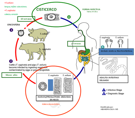 prevalencia_tenia_teniasis/ciclo_solium_saginata