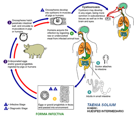 prevalencia_tenia_teniasis/ciclo_taenia_solium