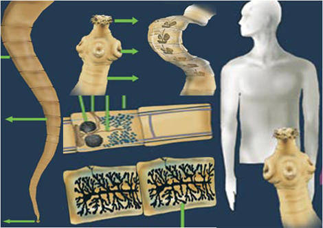 prevalencia_tenia_teniasis/material_sociograma_1 prevalencia_tenia_teniasis/material_sociograma_1