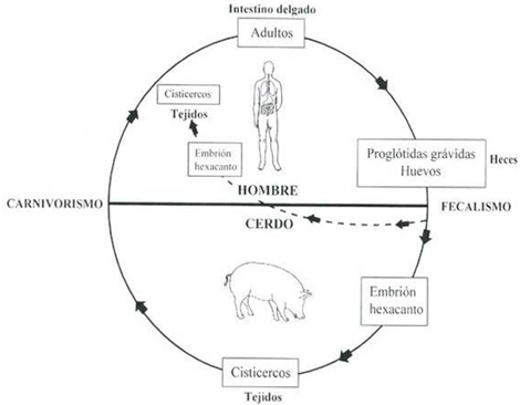 prevalencia_tenia_teniasis/material_sociograma_11