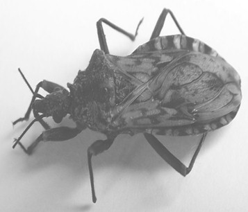rhodnius_pictipes_robustus/Panstrongylus_rufotuberculatus_Chagas rhodnius_pictipes_robustus/Panstrongylus_rufotuberculatus_Chagas